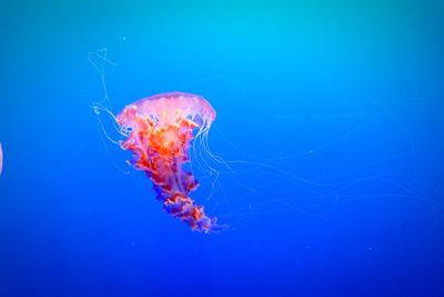 Close-up of jellyfish swimming in sea