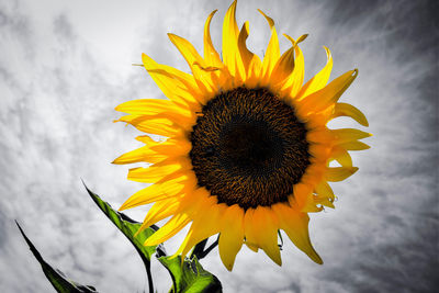 Close-up of sunflower