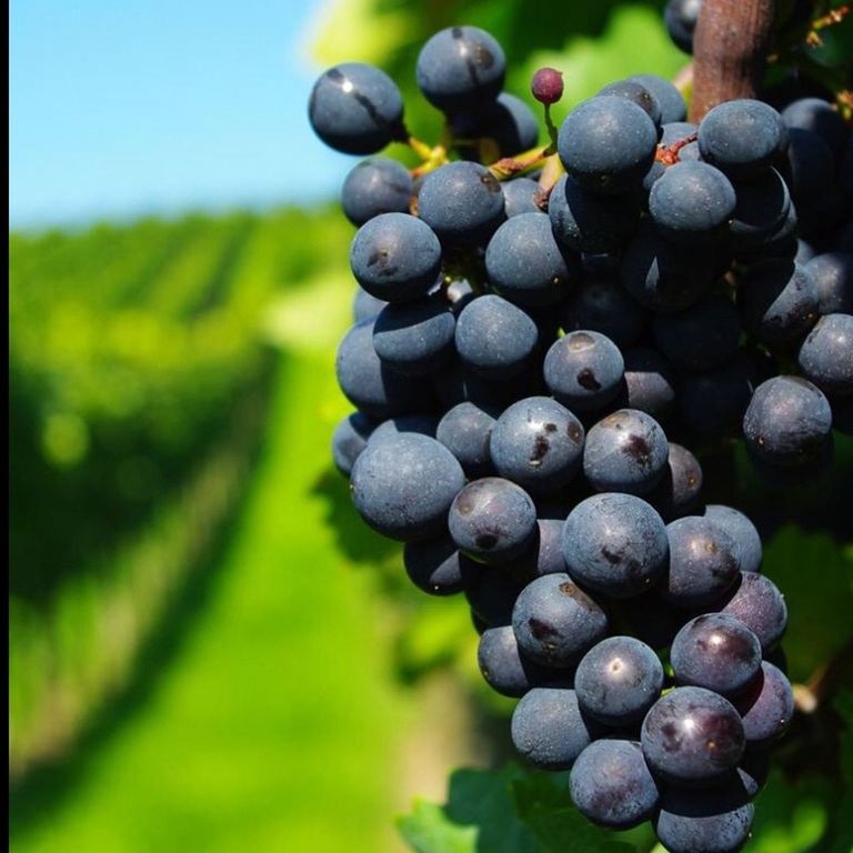 fruit, food and drink, freshness, healthy eating, grape, food, close-up, growth, abundance, focus on foreground, ripe, vineyard, large group of objects, bunch, green color, agriculture, nature, selective focus, tree, field