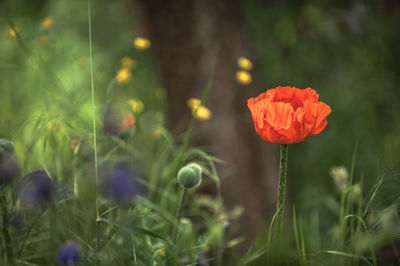 Close-up of flowers blooming outdoors