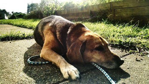 Dog lying on floor