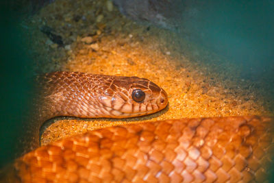 Corn snake is a popular snake. 