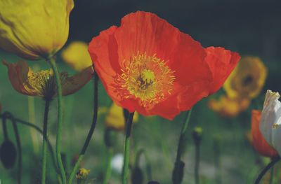 Close-up of orange poppy