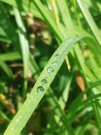 Close-up of water drops on leaf