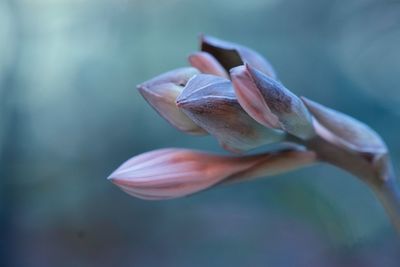 Close-up of rose