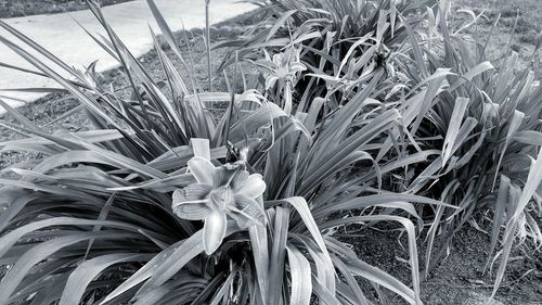 Close-up of plants