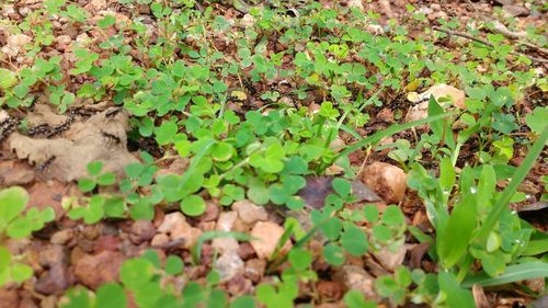 High angle view of leaves on field