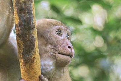 Close-up of monkey