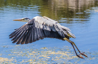 View of bird flying over lake