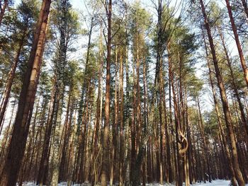 Low angle view of bamboo trees in forest