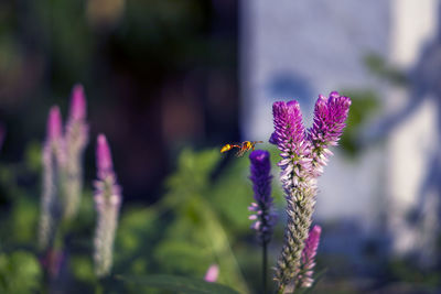 Close-up of purple flowering plant