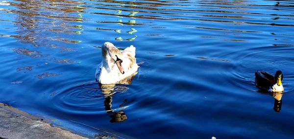 High angle view of duck swimming on lake