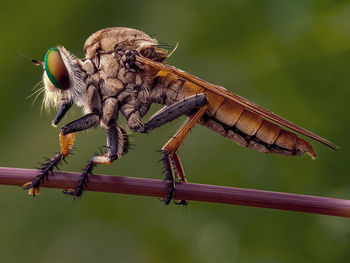 Close-up of dragonfly on twig