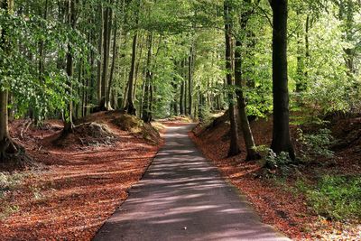 Empty road along trees in forest