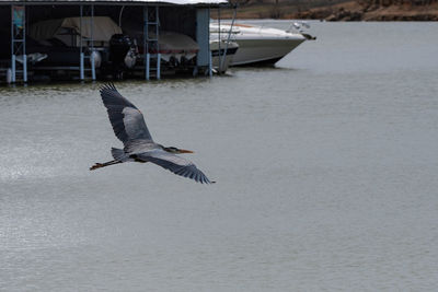 Seagull flying over sea