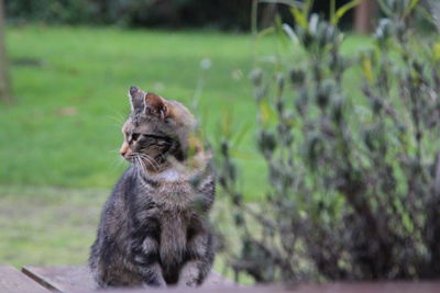 Cat sitting on field