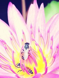 Close-up of bee on pink flower