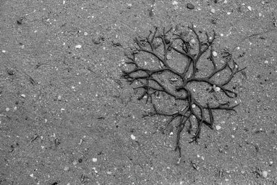 High angle view of dead plant on land