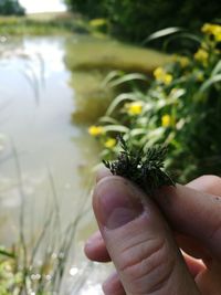 Close-up of hand holding crab