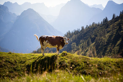 View of a horse on field