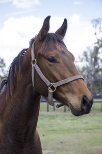 Close-up of horse against sky