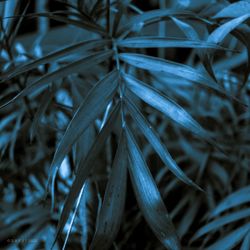 Full frame shot of plants