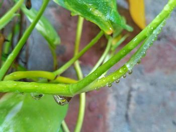 Close-up of raindrops on leaf