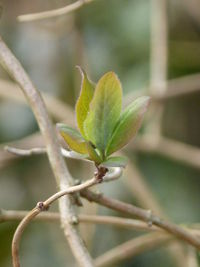 Close-up of fresh green plant