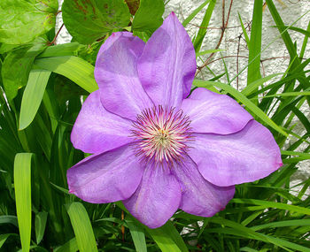 Close-up of purple flower