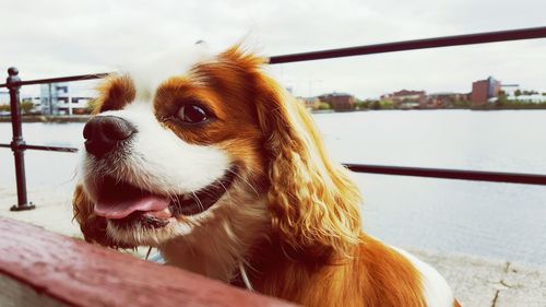 Close-up of dog by railing against river