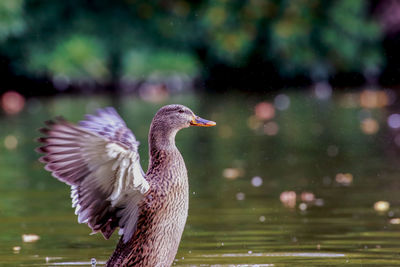 Blurred motion of female mallard duck flapping wings on lake