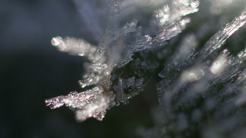 Close-up of frozen plant