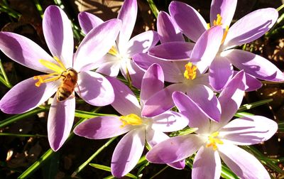 Close-up of flowers