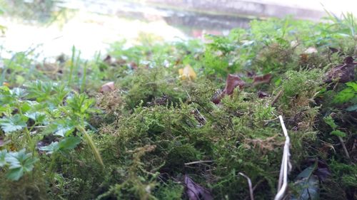 Close-up of plants