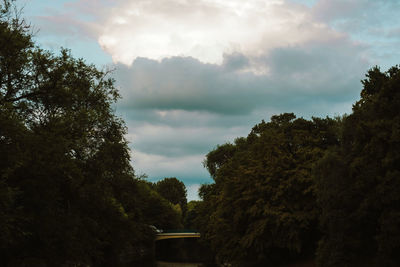 Low angle view of trees against sky