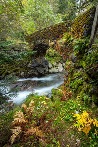 Stream flowing amidst trees in forest during autumn