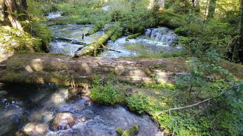 Stream flowing through rocks in forest