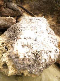 Close-up of tree trunk