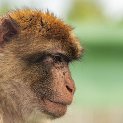 The barbary macaque macaca sylvanus is the only macaque species found outside of asia 