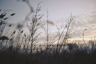 Close-up of stalks against sunset sky