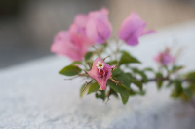 Close-up of pink flower