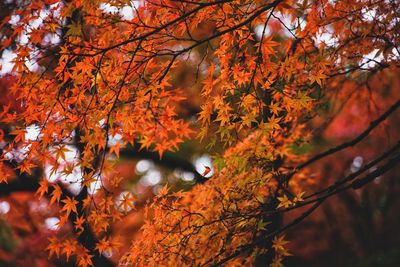 View of autumnal tree