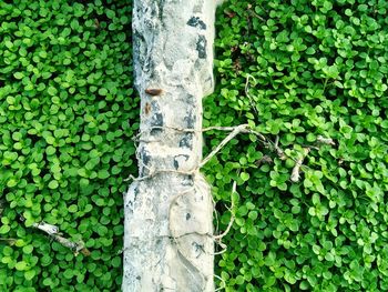 Ivy growing on wall