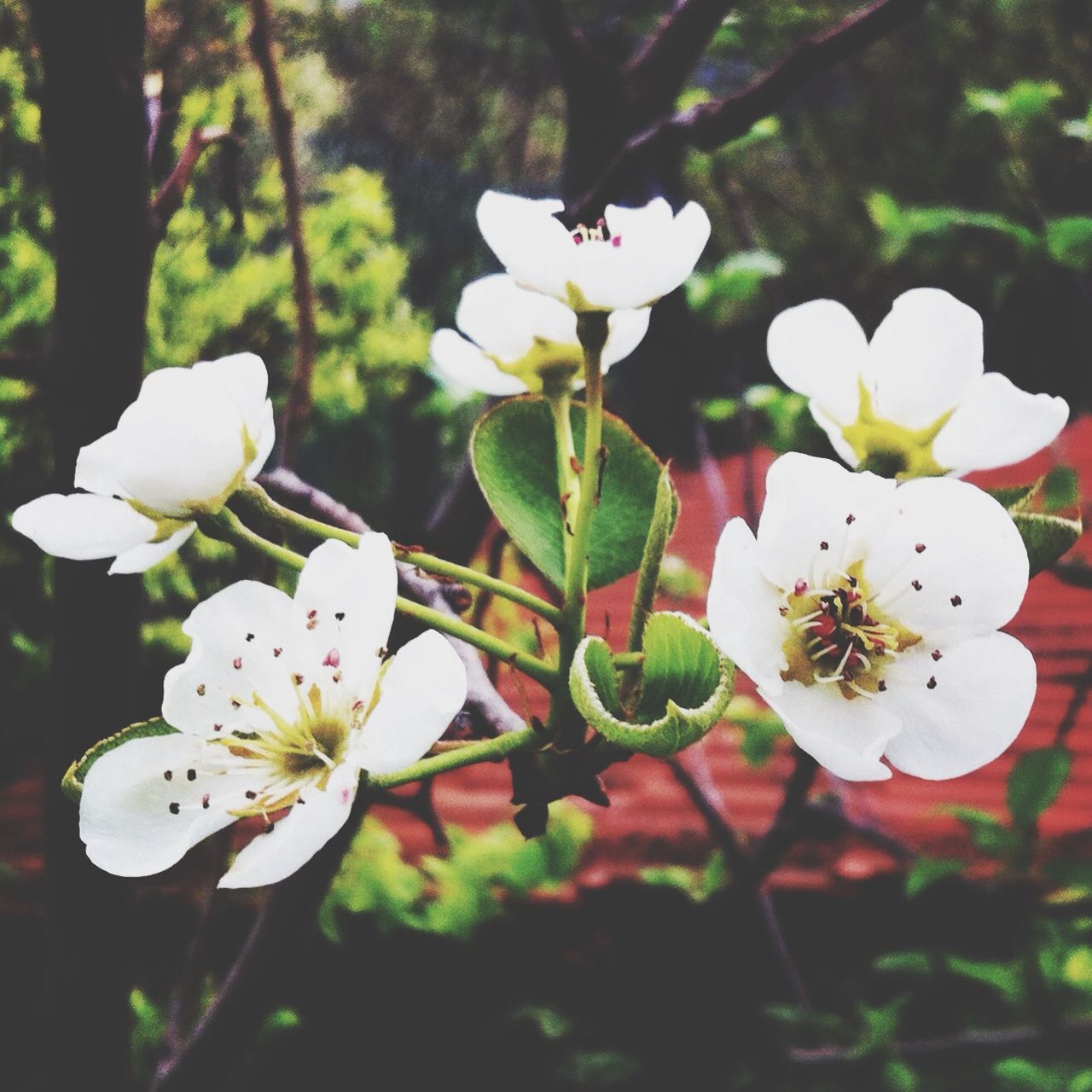 flower, freshness, fragility, petal, white color, growth, beauty in nature, flower head, focus on foreground, nature, close-up, stamen, blossom, blooming, in bloom, pollen, stem, tree, no people, botany