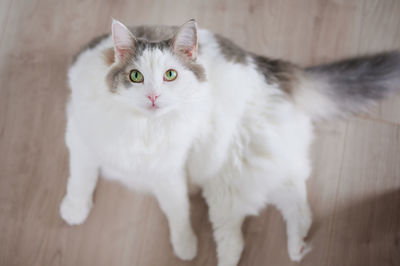 High angle view of cat rolling on floor at home