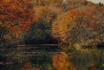 Reflection of trees in lake during autumn