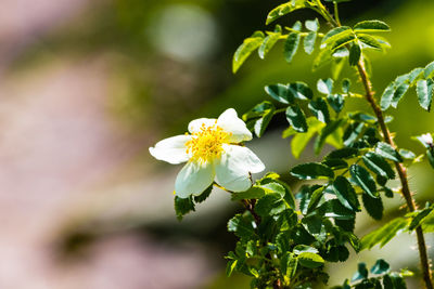 Close-up of white flowers