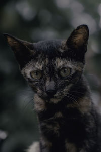 Close-up portrait of cat