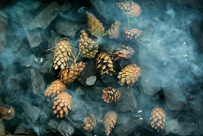 High angle view of pine cone on plant