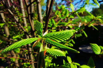 Close-up of fresh green plant